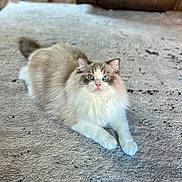 Zero is registered to the contest to win money with this photo: cat, blue_eyes, fluffy, long_hair, carpet, indoor, pet, animal, feline, relaxed, home, cozy, brown_couch, looking_at_camera, whiskers, paws, soft_fur, light, floor, domestic_cat