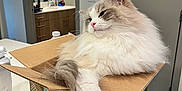 Zero joined the competition — help win amazing prizes! cat, fluffy, cardboard_box, kitchen, countertop, indoor, pet, feline, relaxed, white_fur, gray_fur, pink_nose, domestic_cat, household, cozy, cute, animal, resting, whiskers, tail