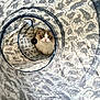 Zero is registered to the contest to win money with this photo: cat, fluffy, tunnel, toy, patterned, fabric, animal, pet, indoor, cute, playful, curious, white, gray, spots, eyes, face, closeup, soft, cozy