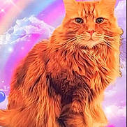 Dino is registered to the contest to win money with this photo: animal, background, cat, clouds, colorful, cute, ears, fantasy, feline, fluffy, long_hair, magical, majestic, orange_cat, pet, portrait, rainbow, sitting, sparkles, whiskers