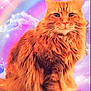 animal, background, cat, clouds, colorful, cute, ears, fantasy, feline, fluffy, long_hair, magical, majestic, orange_cat, pet, portrait, rainbow, sitting, sparkles, whiskers