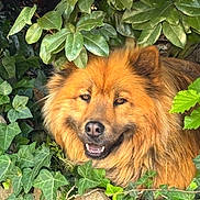 Samoa participe au concours pour gagner de l'argent avec cette photo : dog, animal, pet, fur, face, smile, leaf, greenery, outdoor, nature, plant, bush, foliage, canine, muzzle, eyes, ears, happy, closeup, portrait