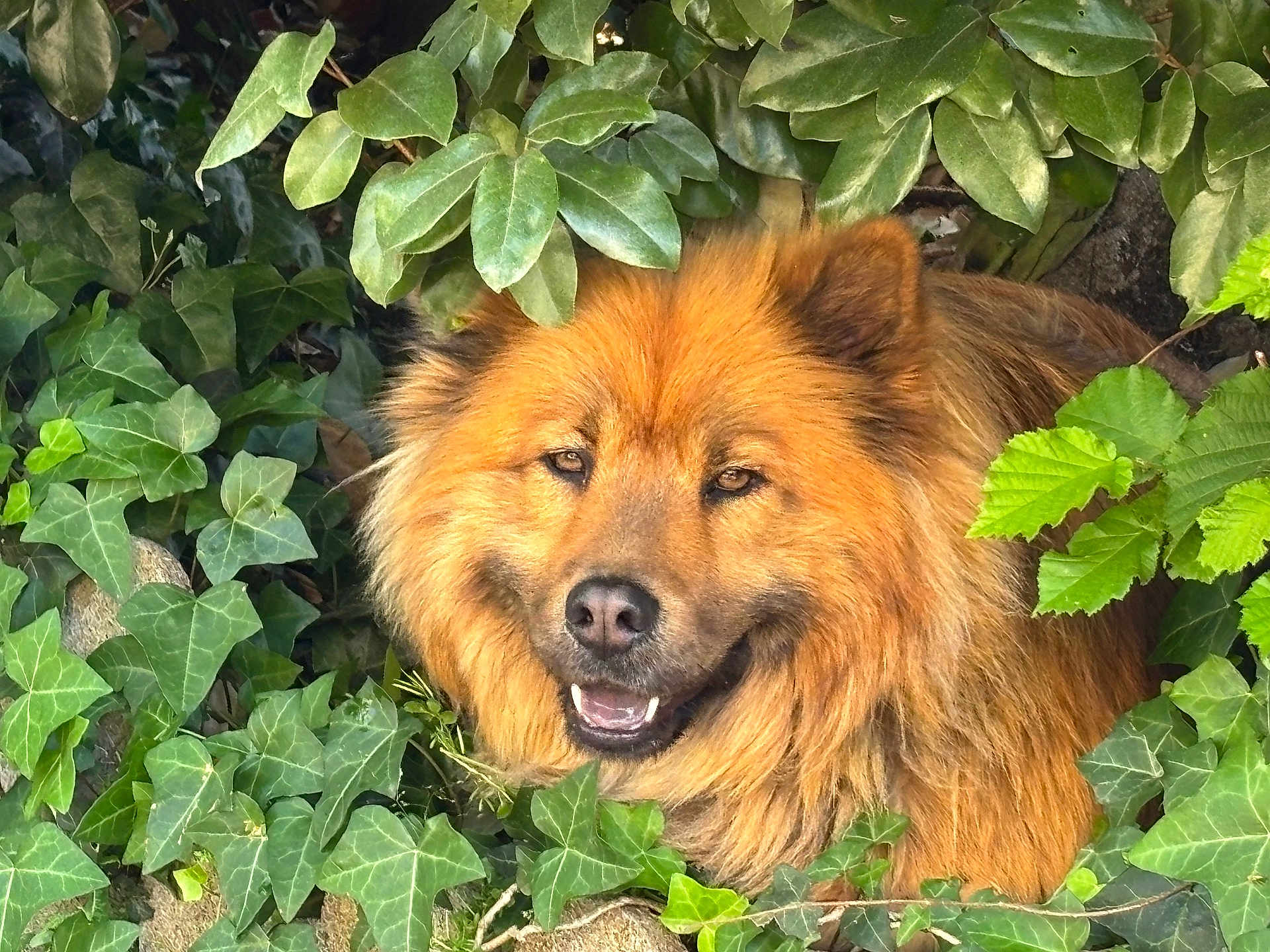 Samoa participe au concours pour gagner de l'argent avec cette photo : dog, animal, pet, fur, face, smile, leaf, greenery, outdoor, nature, plant, bush, foliage, canine, muzzle, eyes, ears, happy, closeup, portrait