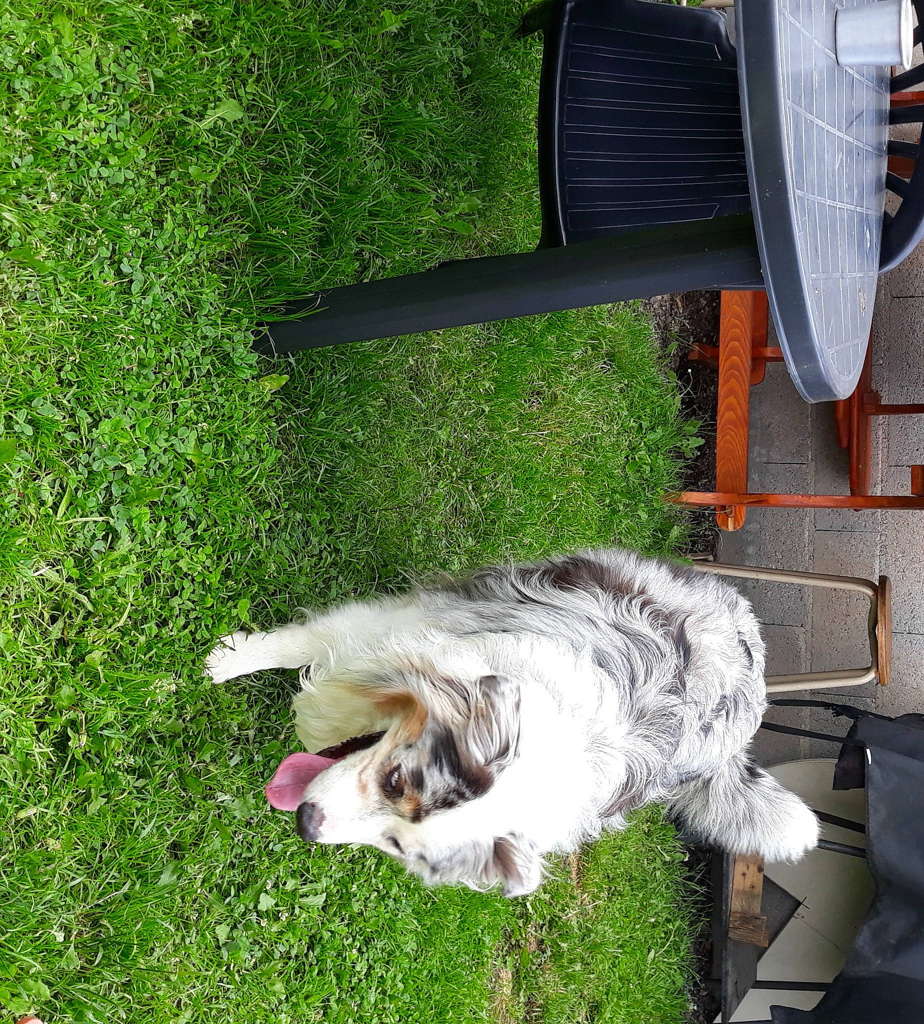 Justy a rejoint le concours — aidez-le/la à gagner de superbes lots ! canidae, carnivore, chair, companion_dog, dog, dog_breed, dog_sports, felidae, fur, grass, groundcover, herding_dog, plant, scotch_collie, small_to_medium_sized_cats, sporting_group, tail, terrier, working_dog, yard