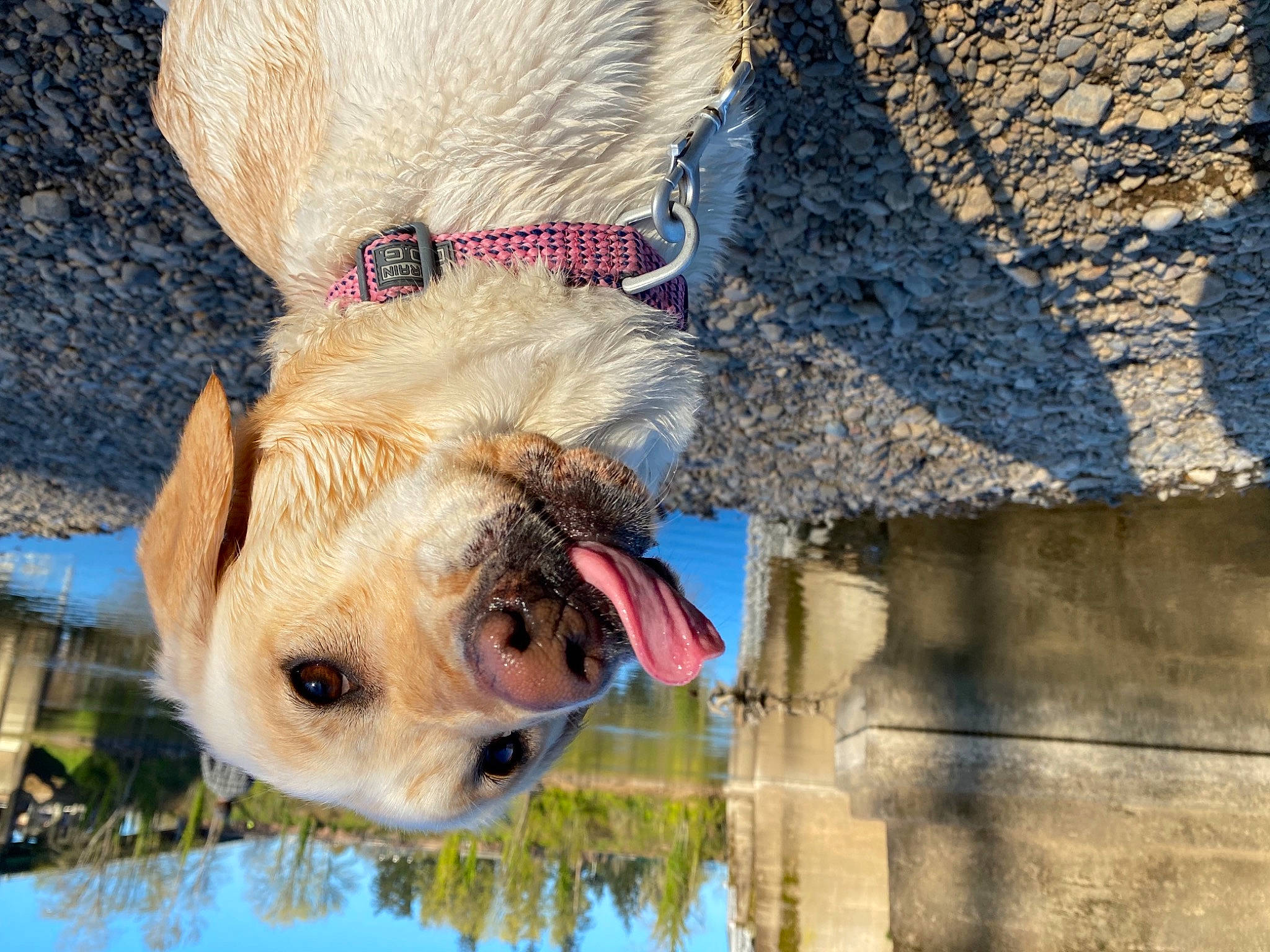 Nellie Bean joined the competition — help win amazing prizes! blue, canidae, carnivore, collar, dog, dog_breed, dog_collar, electric_blue, fawn, grass, pet_supply, plant, sky, snout, sporting_group, sunglasses, tree, water, wood, working_animal