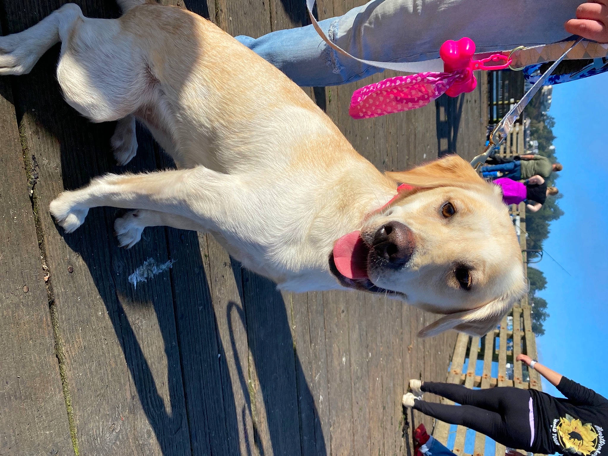 Nellie Bean joined the competition — help win amazing prizes! canidae, carnivore, collar, companion_dog, dog, dog_breed, dog_collar, dog_supply, fawn, foot, fur, human_leg, leash, mammal, non_sporting_group, pet_supply, snout, sporting_group, tail, working_dog