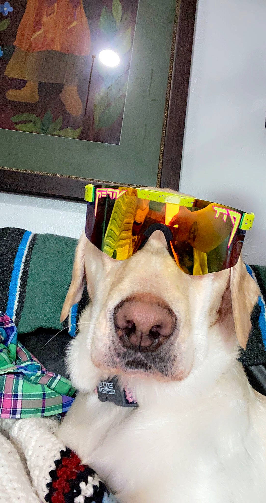 Nellie Bean is registered to the contest to win money with this photo: carnivore, companion_dog, couch, dog, dog_breed, dog_supply, eyewear, fawn, glasses, goggles, green, picture_frame, plaid, snout, sunglasses, tartan, television, vision_care, whiskers, working_animal