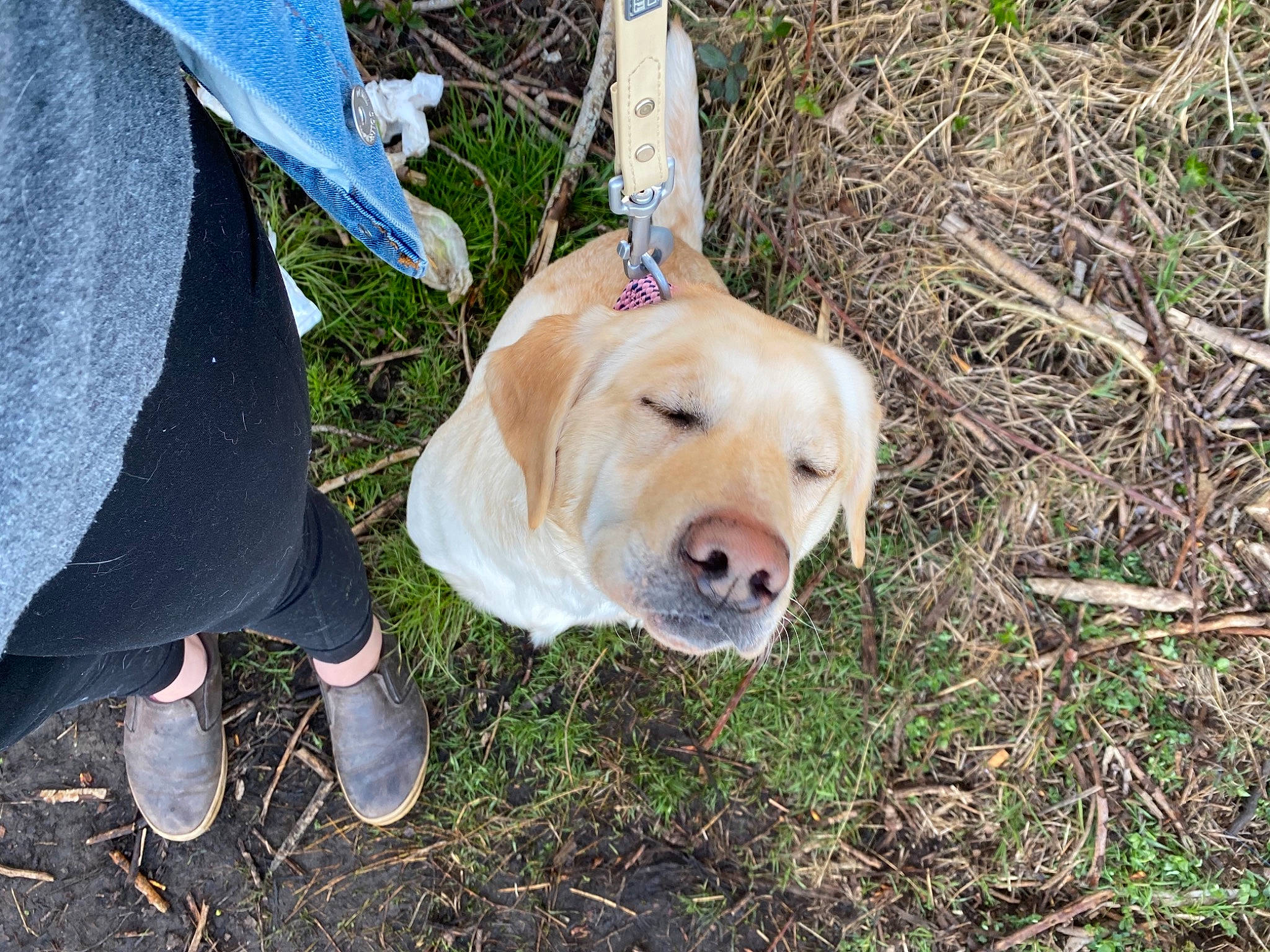 Nellie Bean is registered to the contest to win money with this photo: canidae, carnivore, collar, companion_dog, dog, dog_breed, dog_clothes, dog_collar, dog_supply, fawn, grass, leash, plant, shoe, snout, soil, sporting_group, sun_hat, swing, working_animal