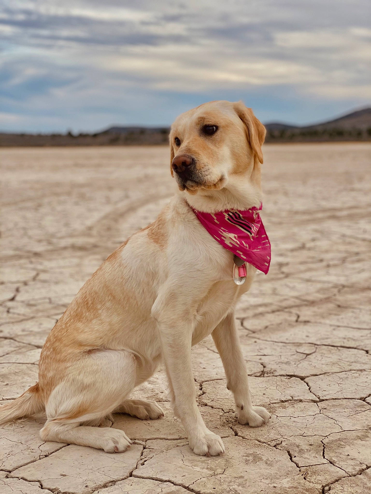 Nellie Bean is registered to the contest to win money with this photo: adventure, canidae, carnivore, cloud, collar, companion_dog, dog, dog_breed, dog_collar, fawn, gun_dog, landscape, leash, retriever, sky, snout, sporting_group, tail, whiskers, wildlife