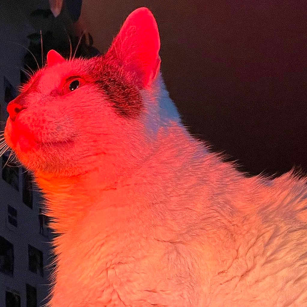 Moon is registered to the contest to win money with this photo: abyssinian, angora, animal, bodypart, cartoon, cat, city, electronics, hardware, manx, mouth, nature, night, outdoors, person, pet, plant, siamese, tongue, urban