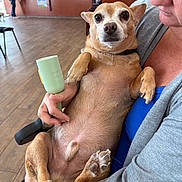 Jerry joined the competition — help win amazing prizes! background_people, blue_shirt, brown_dog, calm, casual_clothing, chair, counter, dog, flooring, gray_cardigan, holding, human_hand, indoor, looking_at_camera, person, pet, relaxed, seated, small_dog, wooden_floor