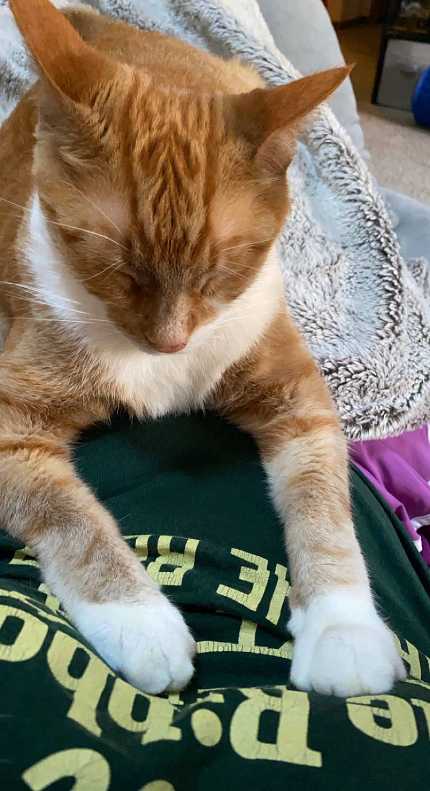 Carlos joined the competition — help win amazing prizes! blue, carnivore, cat, cat_supply, claw, comfort, domestic_short_haired_cat, fawn, felidae, foot, fur, human_leg, nap, paw, sitting, small_to_medium_sized_cats, snout, tail, terrestrial_animal, whiskers