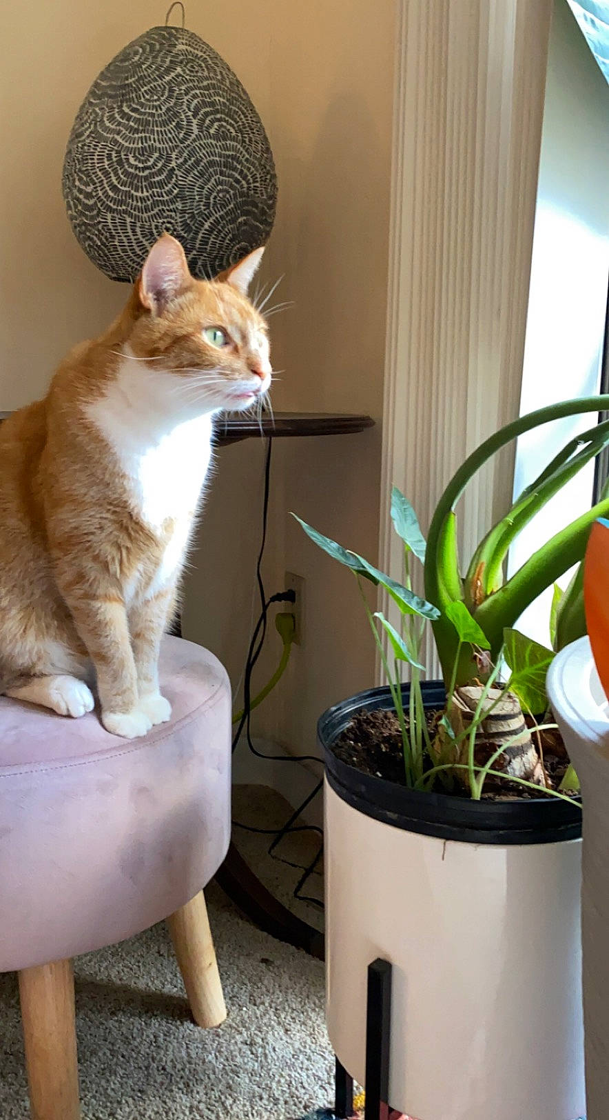 Carlos joined the competition — help win amazing prizes! carnivore, cat, cat_supply, domestic_short_haired_cat, fawn, felidae, flowering_plant, flowerpot, fur, grass, houseplant, pet_supply, plant, small_to_medium_sized_cats, snout, tail, terrestrial_plant, whiskers, window, wood