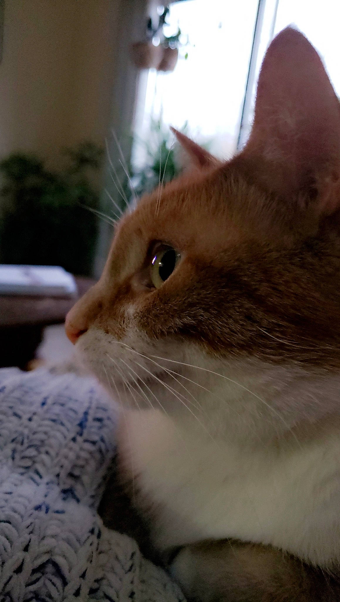 Carlos joined the competition — help win amazing prizes! balinese, carnivore, cat, claw, comfort, domestic_short_haired_cat, fawn, felidae, fur, iris, paw, sitting, small_to_medium_sized_cats, snout, tail, tree, whiskers, window, wood