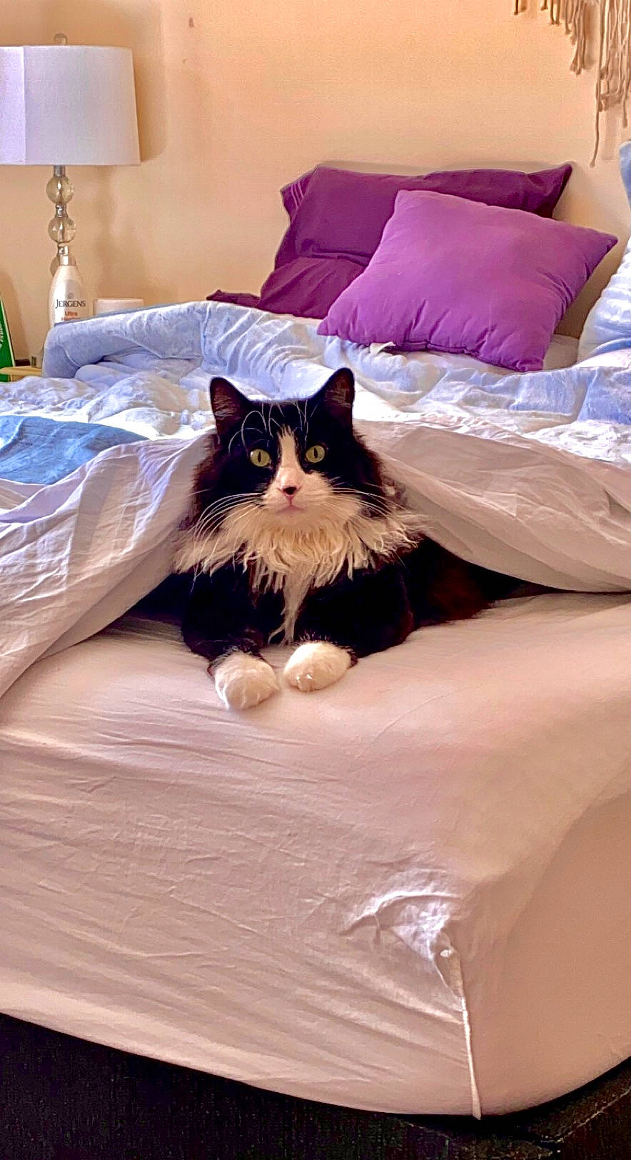 Pierre joined the competition — help win amazing prizes! bed, bed_sheet, bedding, bedroom, carnivore, cat, comfort, fawn, felidae, hair, hardwood, lighting, linens, purple, room, small_to_medium_sized_cats, textile, tints_and_shades, whiskers, wood