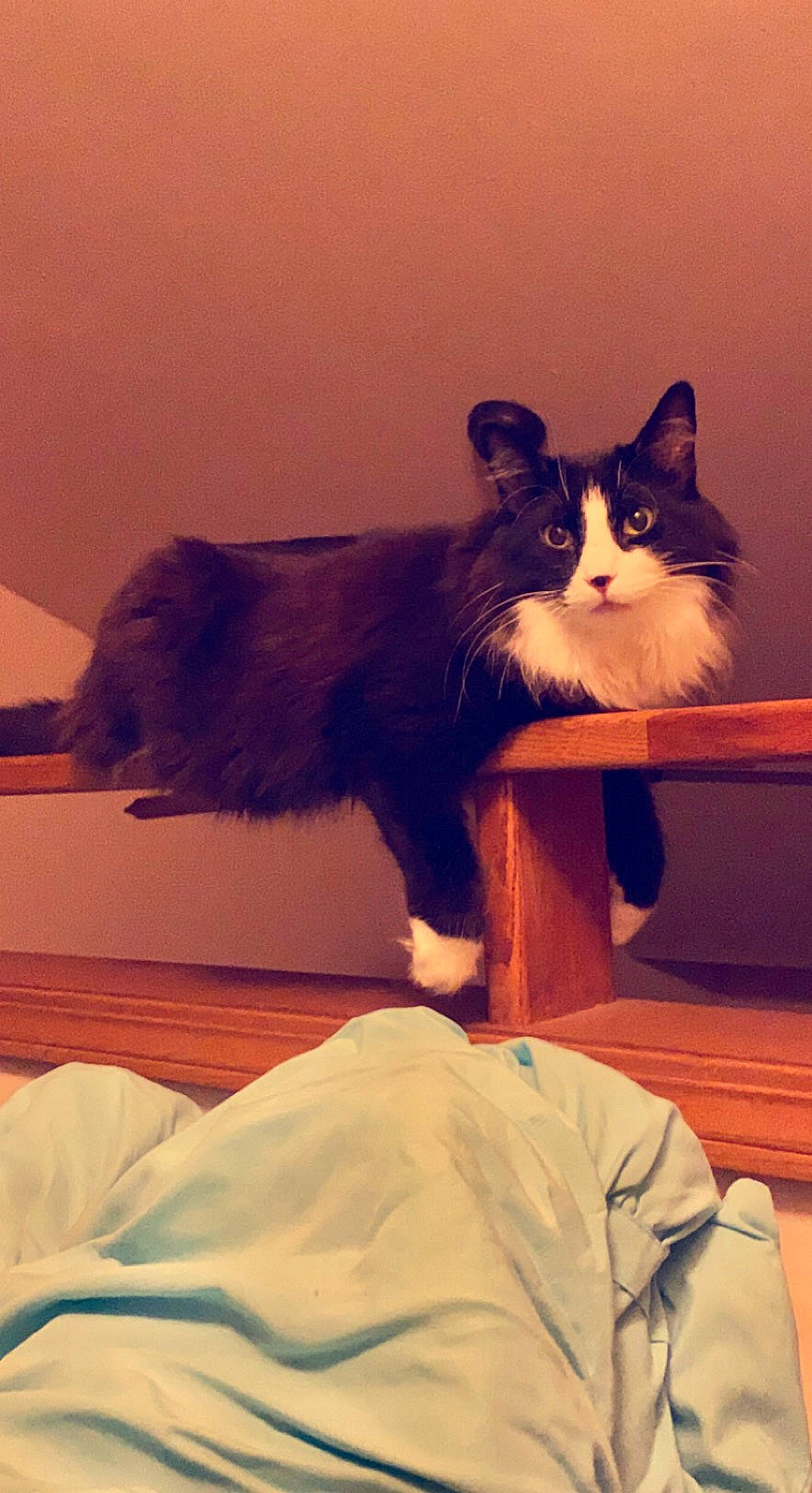 Pierre joined the competition — help win amazing prizes! carnivore, cat, comfort, domestic_short_haired_cat, felidae, floor, flooring, fur, hardwood, lap, paw, plant, sitting, small_to_medium_sized_cats, stairs, tail, tints_and_shades, whiskers, window, wood