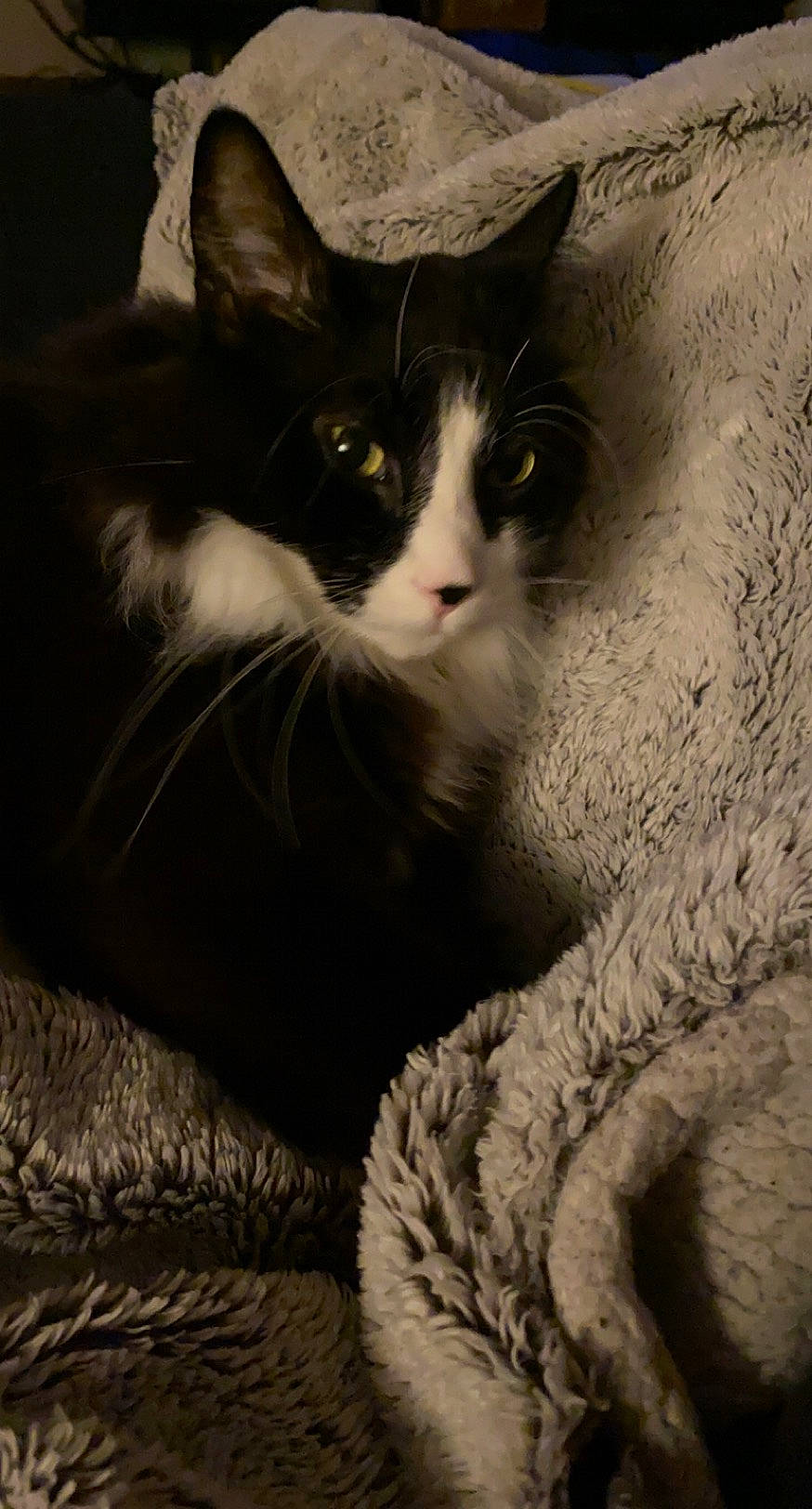 Pierre is registered to the contest to win money with this photo: black_cat, box, carnivore, cat, claw, comfort, darkness, domestic_short_haired_cat, felidae, fur, grey, monochrome, monochrome_photography, paw, sitting, small_to_medium_sized_cats, snout, tail, whiskers, window