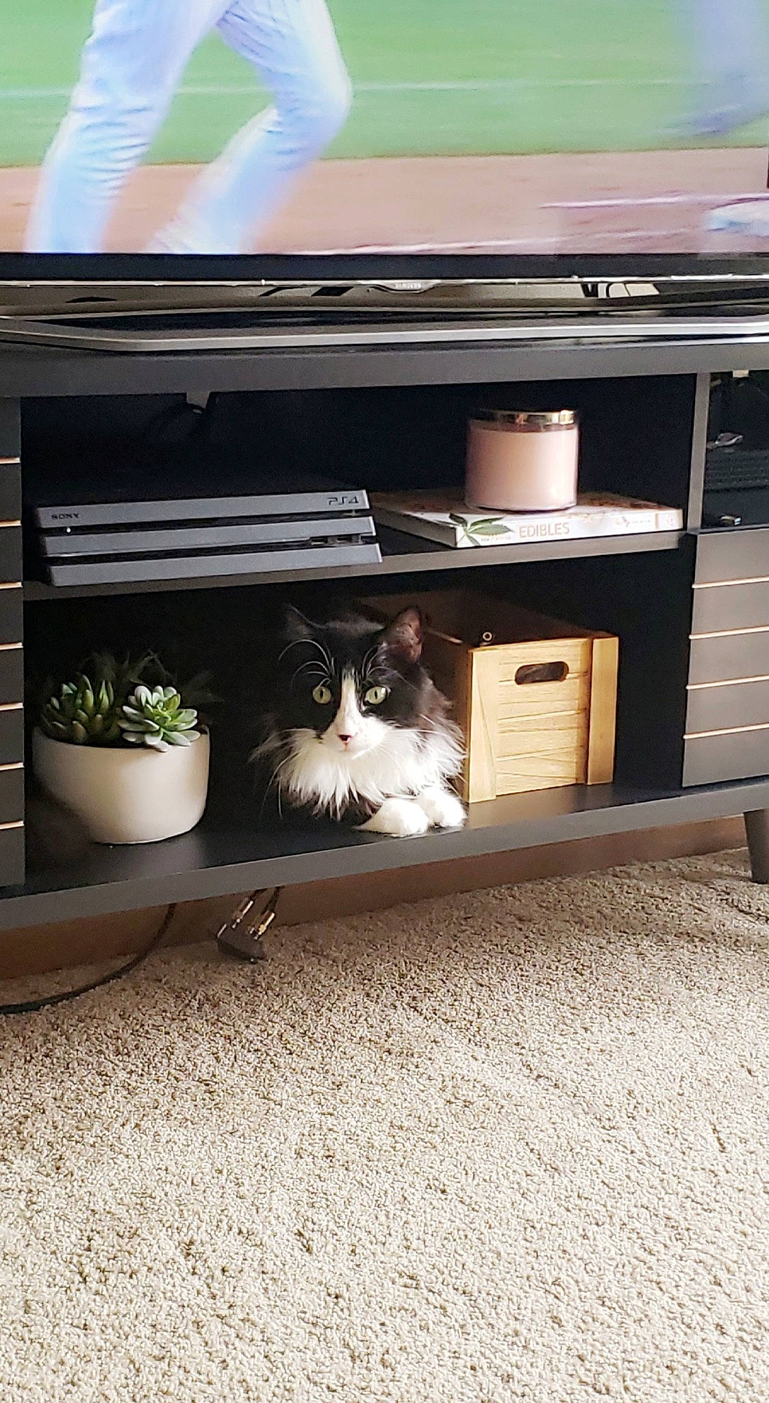 Pierre joined the competition — help win amazing prizes! cabinetry, carnivore, cat, computer_desk, drawer, felidae, flooring, flowerpot, grey, hardwood, houseplant, plant, shelf, shelving, small_to_medium_sized_cats, table, television, vertebrate, whiskers, wood