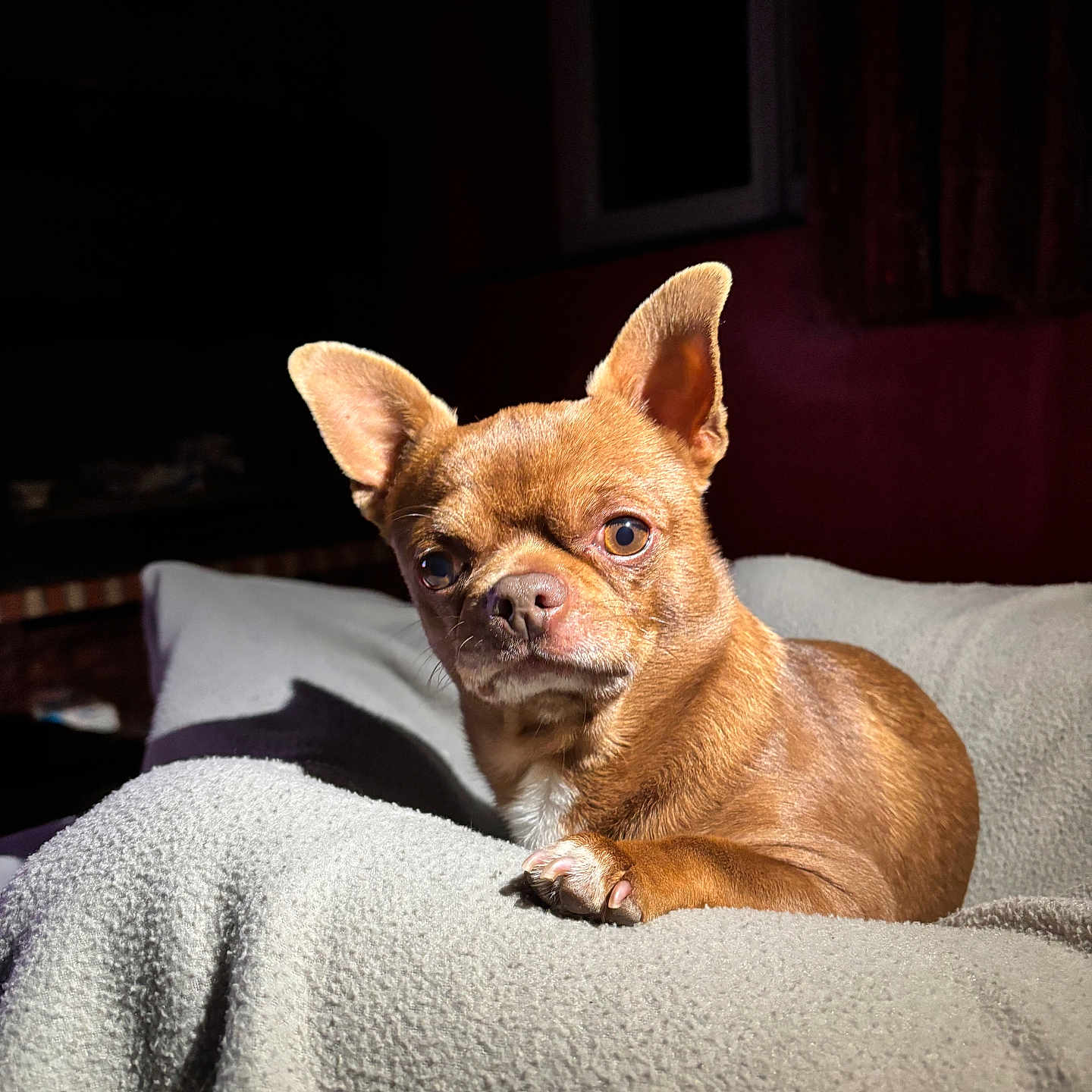 Pickett participe au concours pour gagner de l'argent avec cette photo : animal, bed, bedroom, blanket, bulldog, canine, cat, chihuahua, couch, dog, frenchbulldog, furniture, hound, indoors, pet, pitbull, puppy, room, snout, terrier
