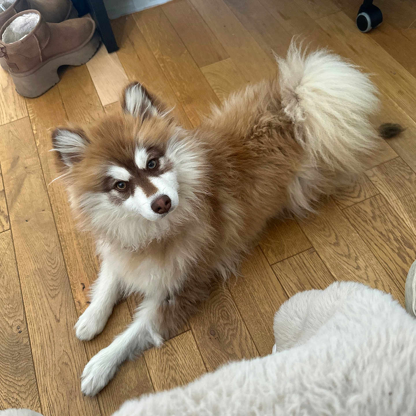 Vosky participe au concours pour gagner de l'argent avec cette photo : animal, canine, clothing, cockerspaniel, dog, dogbed, eskimodog, footwear, hardwood, husky, indoors, interiordesign, papillon, pet, puppy, shoe, sneaker, stainedwood, whitedog, wood
