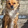 dog, pet, animal, canine, fluffy, sitting, outdoor, steps, sunlight, brown, white, fur, ears, face, portrait, looking, shadow, texture, stone, wall