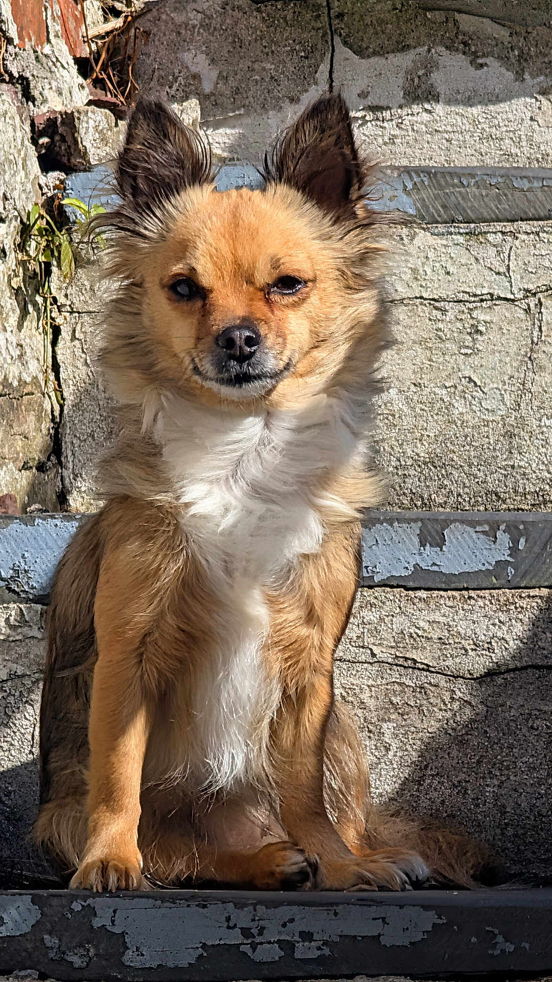 Sky joined the competition — help win amazing prizes! dog, pet, animal, canine, fluffy, sitting, outdoor, steps, sunlight, brown, white, fur, ears, face, portrait, looking, shadow, texture, stone, wall
