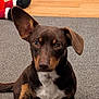 Sky is registered to the contest to win money with this photo: dog, puppy, brown_dog, white_chest, sitting, carpet, wooden_floor, indoor, pet, cute, ears, toy, playful, animal, small_dog, front_paws, looking_up, domestic_animal, fur, alert