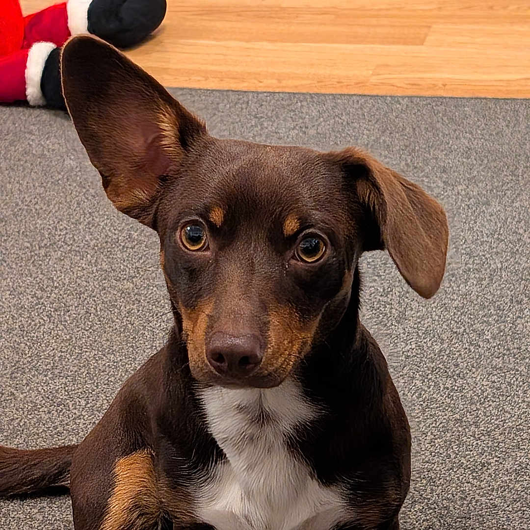 Teddy joined the competition — help win amazing prizes! alert, animal, brown_dog, carpet, cute, dog, domestic_animal, ears, front_paws, fur, indoor, looking_up, pet, playful, puppy, sitting, small_dog, toy, white_chest, wooden_floor