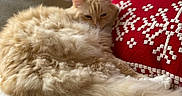 Meeka joined the competition — help win amazing prizes! animal, cat, comfort, couch, cozy, cream_colored, feline, fluffy, fur, home, indoor, pet, pillow, red, relaxed, resting, snowflake_pattern, soft, tail, white