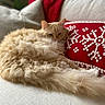 cat, fluffy, cream_colored, couch, pillow, red, white, snowflake_pattern, cozy, indoor, pet, resting, fur, tail, relaxed, home, comfort, animal, feline, soft