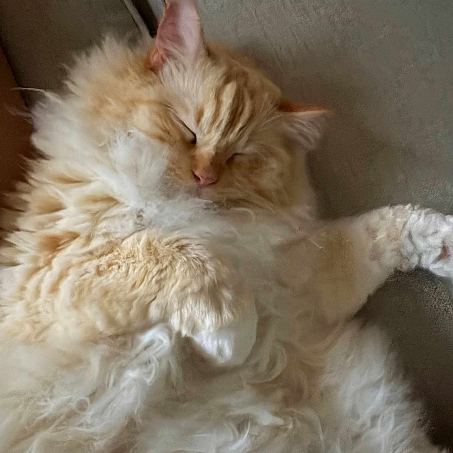 Meeka