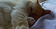 Meeka joined the competition — help win amazing prizes! cat, fluffy, bed, window, indoor, pet, relaxed, stretching, feline, morning, light, cozy, paw, sleepy, house, curtain, blanket, fur, resting, animal