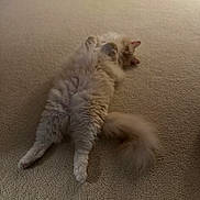 Meeka is registered to the contest to win money with this photo: cat, fluffy, relaxing, carpet, pet, animal, feline, cute, indoor, resting, paws, tail, fur, sleepy, cozy, home, mammal, whiskers, domestic, laid_back