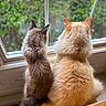 cat, cats, fluffy, window, chair, wooden_chair, back_view, indoor, pets, feline, curious, companions, fur, domestic_animal, looking_out, greenery, natural_light, cozy, home, quiet_moment