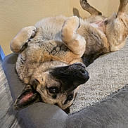 Athena joined the competition — help win amazing prizes! animal, canine, comfortable, cozy, cute, dog, domestic_animal, ears, floor, fur, german_shepherd, indoor, lying_down, paws, pet, pet_bed, relaxed, resting, sleepy, upside_down