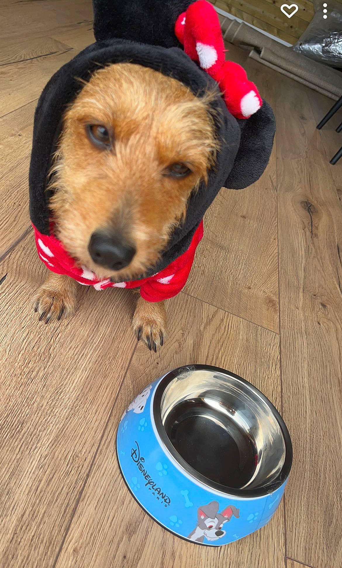 Tini participe au concours pour gagner de l'argent avec cette photo : canidae, carnivore, collar, companion_dog, cup, dog, dog_breed, dog_clothes, dog_collar, dog_supply, drinkware, fawn, flooring, hardwood, pet_supply, serveware, snout, sporting_group, tableware, wood
