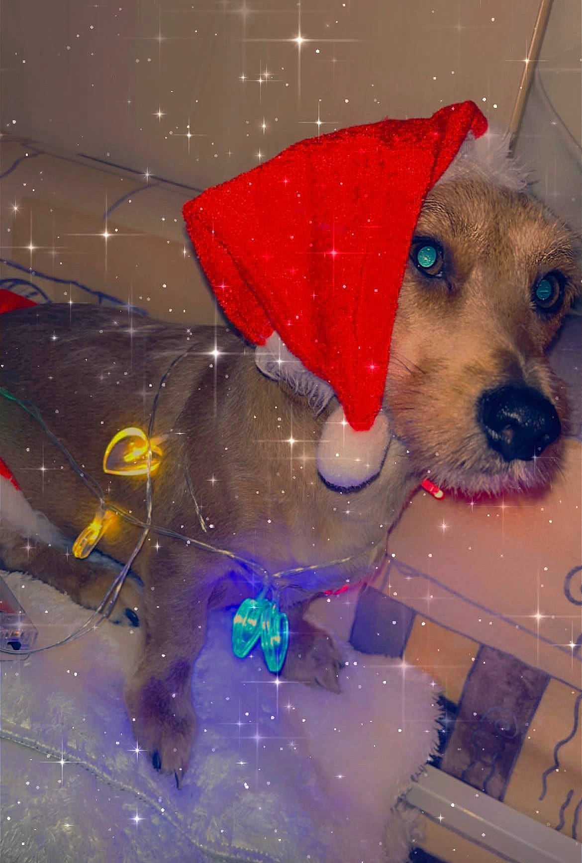 Tini participe au concours pour gagner de l'argent avec cette photo : art, astronomical_object, carnivore, christmas_eve, christmas_ornament, circle, companion_dog, dog, dog_breed, event, graphics, holiday, illustration, pet_supply, snout, space, sporting_group, winter, working_animal, world