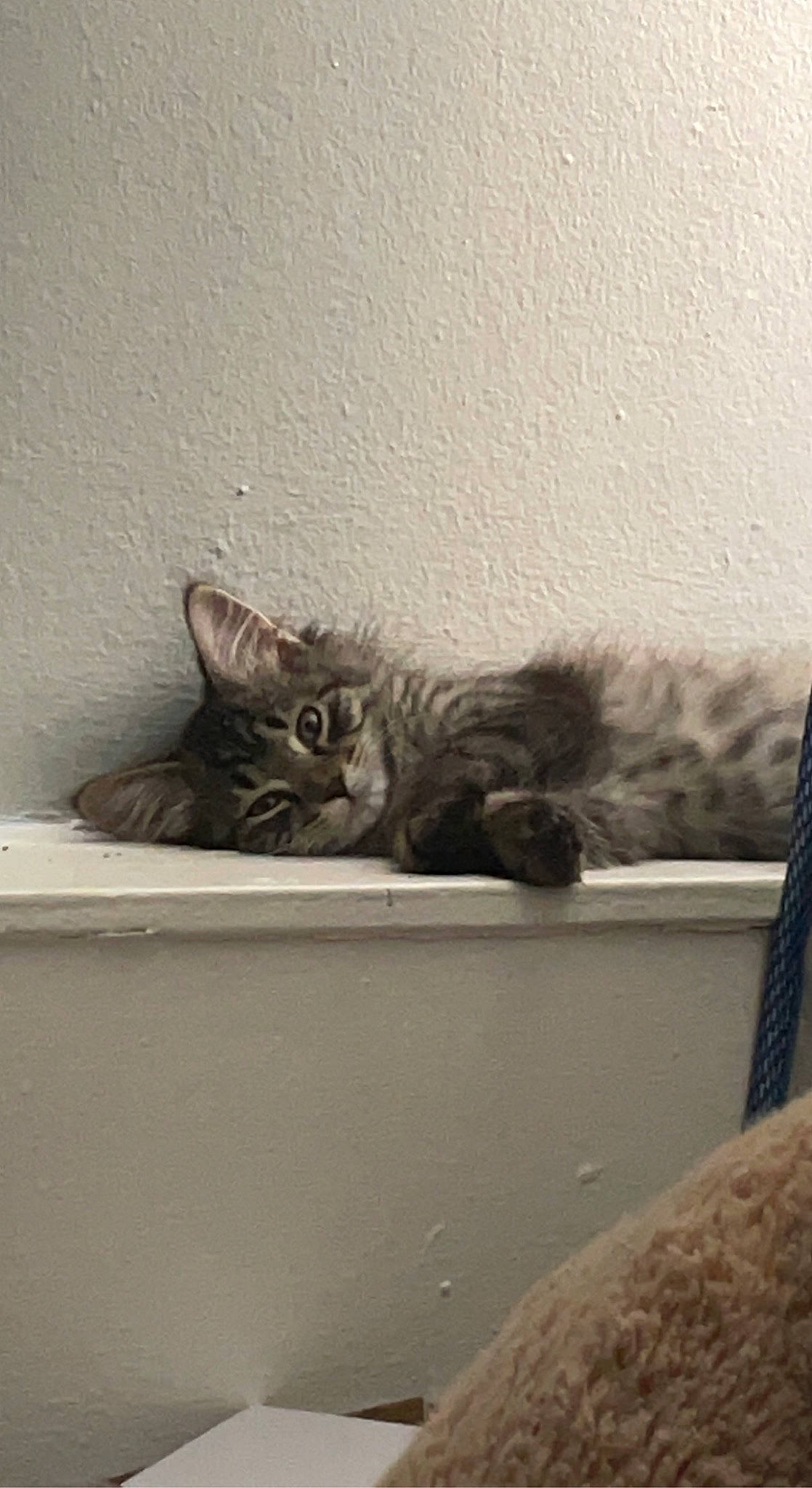 Moca joined the competition — help win amazing prizes! carnivore, cat, claw, comfort, domestic_short_haired_cat, felidae, fur, grey, monochrome, monochrome_photography, paw, room, small_to_medium_sized_cats, snout, tail, terrestrial_animal, tints_and_shades, whiskers, window, wood