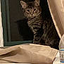 Moca is registered to the contest to win money with this photo: automotive_design, automotive_exterior, bottle, bumper, carnivore, cat, cat_supply, domestic_short_haired_cat, felidae, grille, hood, motor_vehicle, pet_supply, small_to_medium_sized_cats, snout, tail, water_bottle, whiskers, window, wood