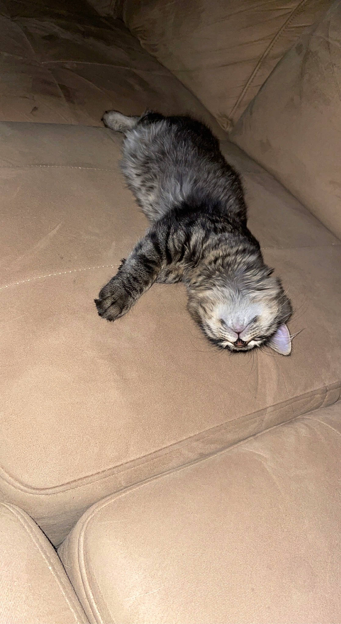 Moca joined the competition — help win amazing prizes! carnivore, cat, claw, comfort, dog_breed, domestic_short_haired_cat, felidae, floor, flooring, fur, grey, hardwood, human_leg, paw, small_to_medium_sized_cats, snout, tail, terrestrial_animal, whiskers, wood