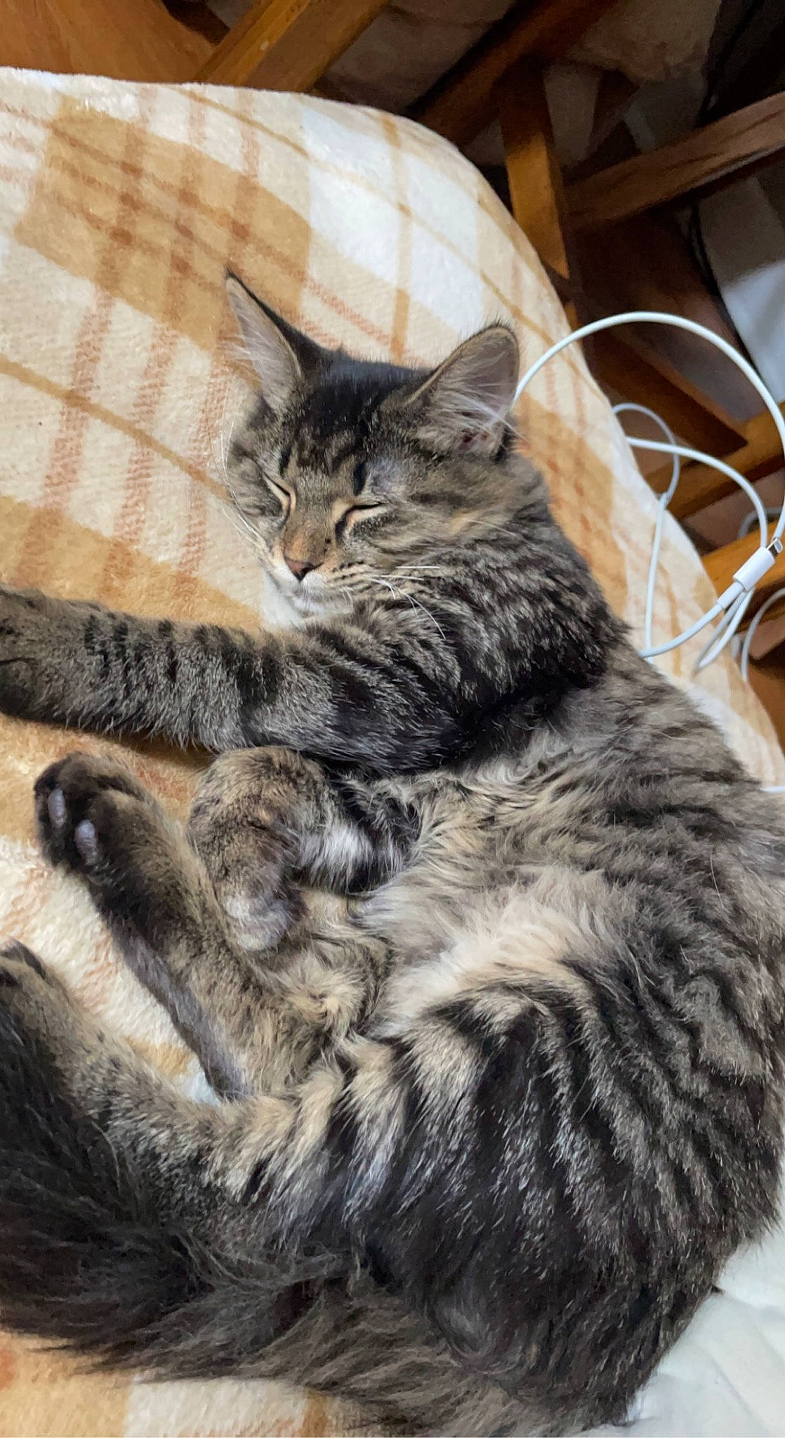 Moca joined the competition — help win amazing prizes! carnivore, cat, claw, domestic_short_haired_cat, felidae, fur, grey, maine_coon, paw, plant, small_to_medium_sized_cats, snout, tail, terrestrial_animal, whiskers, wood