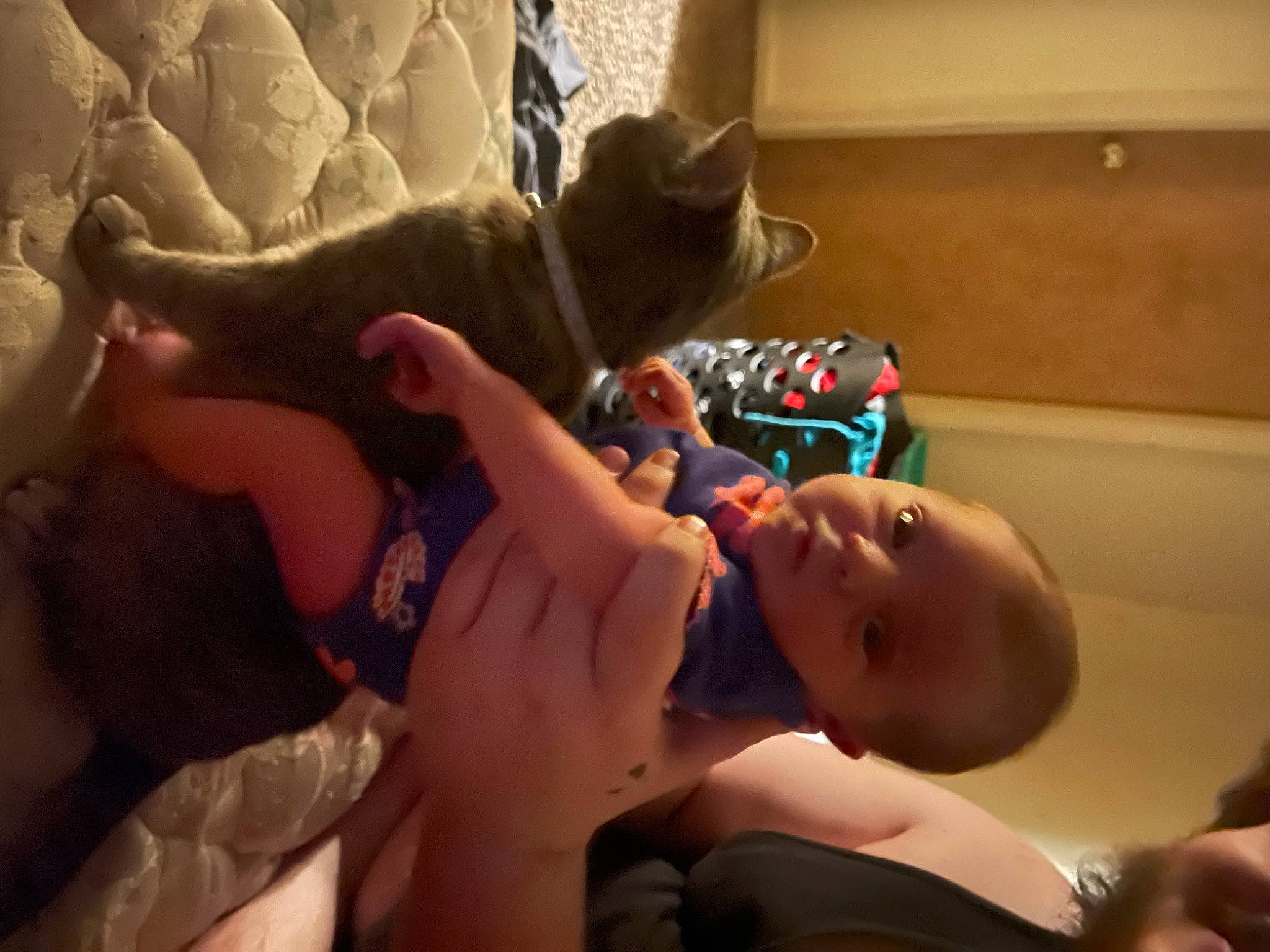 Mazikeen is registered to the contest to win money with this photo: arm, cat, chest, comfort, felidae, finger, fun, gesture, hand, happy, human_leg, mammal, mouth, nail, person, skin, thigh, thumb, toddler, trunk