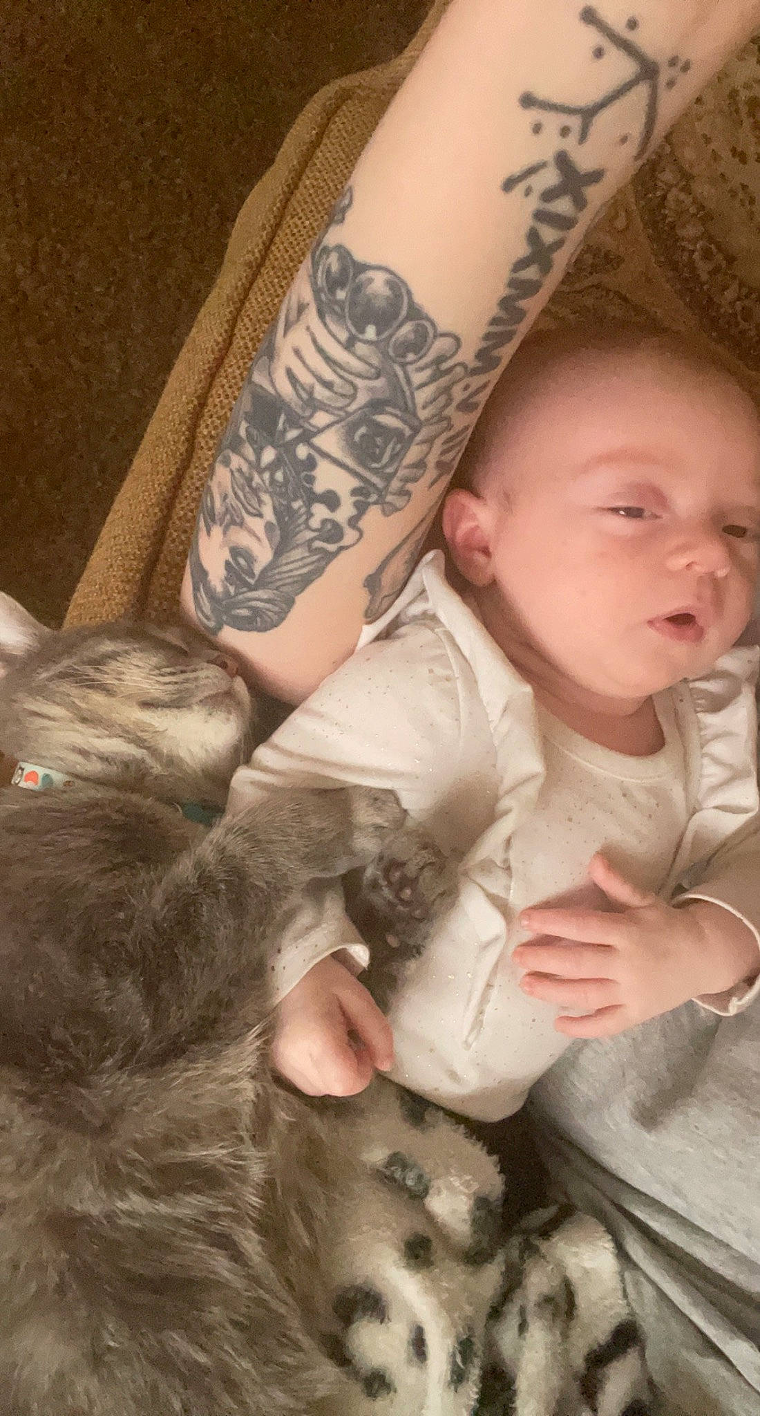 Mazikeen is registered to the contest to win money with this photo: cat, comfort, domestic_short_haired_cat, elbow, felidae, finger, fur, gesture, hat, human_leg, nail, pattern, paw, person, skin, sleeve, small_to_medium_sized_cats, temporary_tattoo, toddler, tree