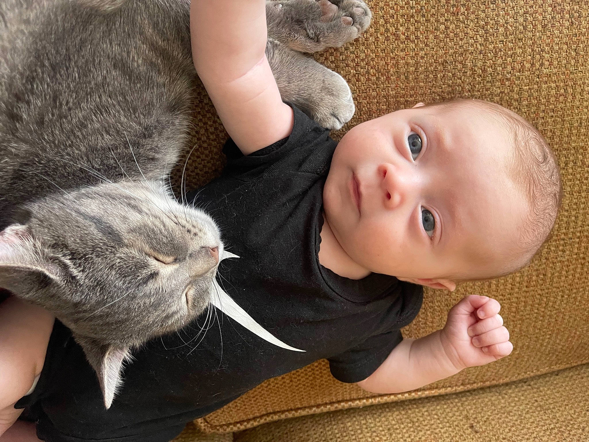Mazikeen is registered to the contest to win money with this photo: baby, baby_toddler_clothing, cat, child, comfort, ear, fawn, felidae, finger, fur, gesture, hand, human_body, leg, mammal, nose, person, skin, toddler, vertebrate