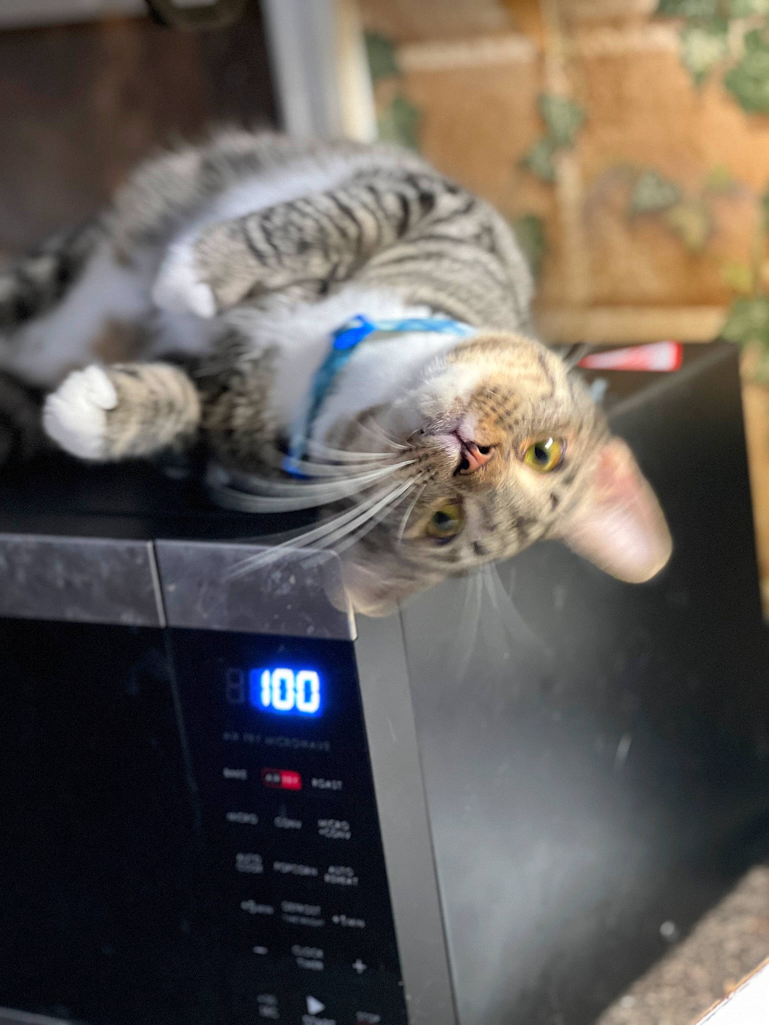 Diezal is registered to the contest to win money with this photo: carnivore, cat, claw, display_device, domestic_short_haired_cat, engineering, felidae, fur, gas, machine, major_appliance, office_equipment, office_supplies, plant, service, small_to_medium_sized_cats, snout, space_bar, tail, whiskers