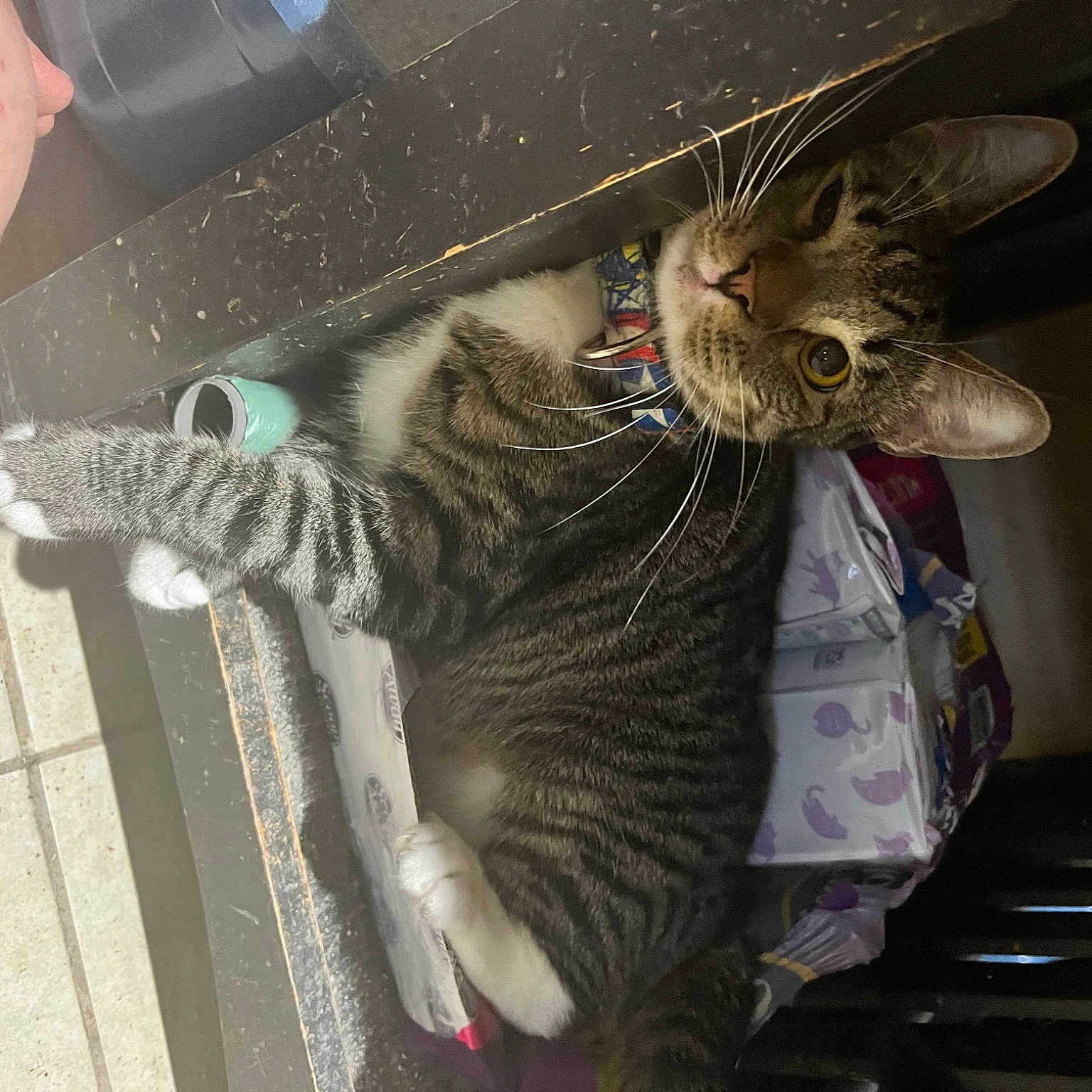 Diezal is registered to the contest to win money with this photo: cat, claw, comfort, domestic_short_haired_cat, fashion_accessory, feather, felidae, flooring, foot, fur, grey, hat, metal, natural_material, road_surface, shelf, small_to_medium_sized_cats, tail, whiskers, wing