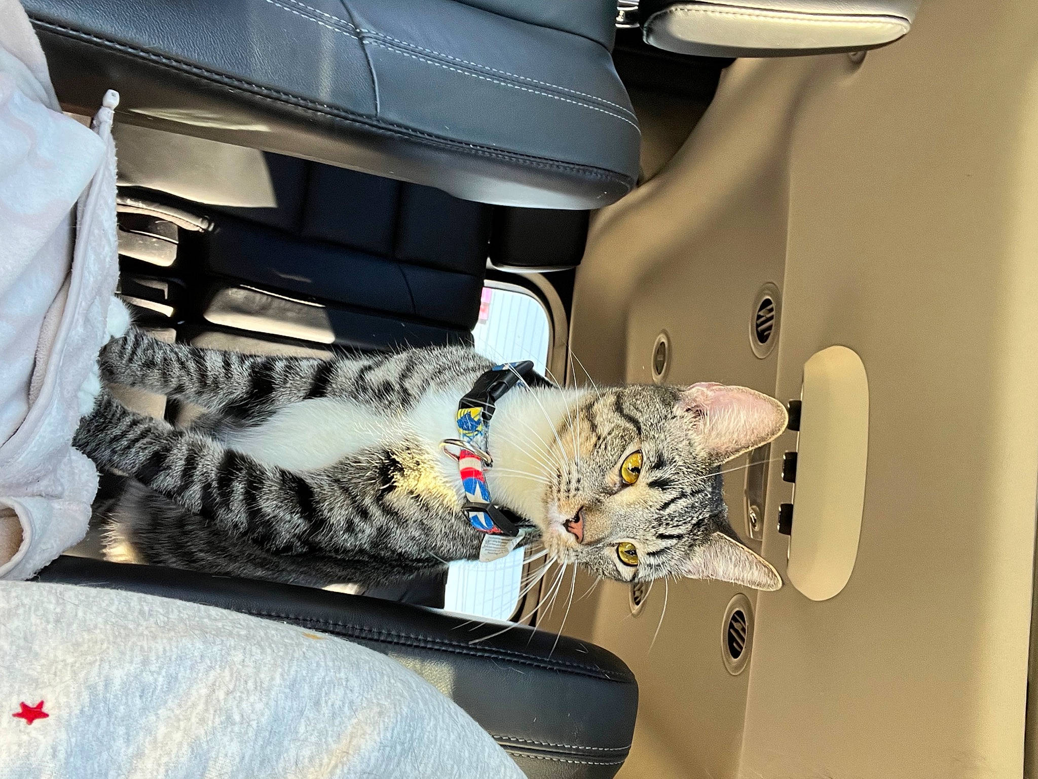 Diezal joined the competition — help win amazing prizes! auto_part, automotive_design, automotive_exterior, automotive_tire, bag, car_seat, carnivore, cat, comfort, domestic_short_haired_cat, felidae, fur, head_restraint, machine, motor_vehicle, room, service, small_to_medium_sized_cats, vehicle_door, whiskers
