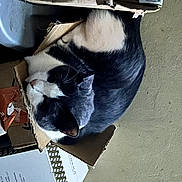 Ash joined the competition — help win amazing prizes! box, cat, comfort, dog_breed, domestic_short_haired_cat, felidae, fur, hardwood, human_leg, room, small_to_medium_sized_cats, tail, whiskers, wood
