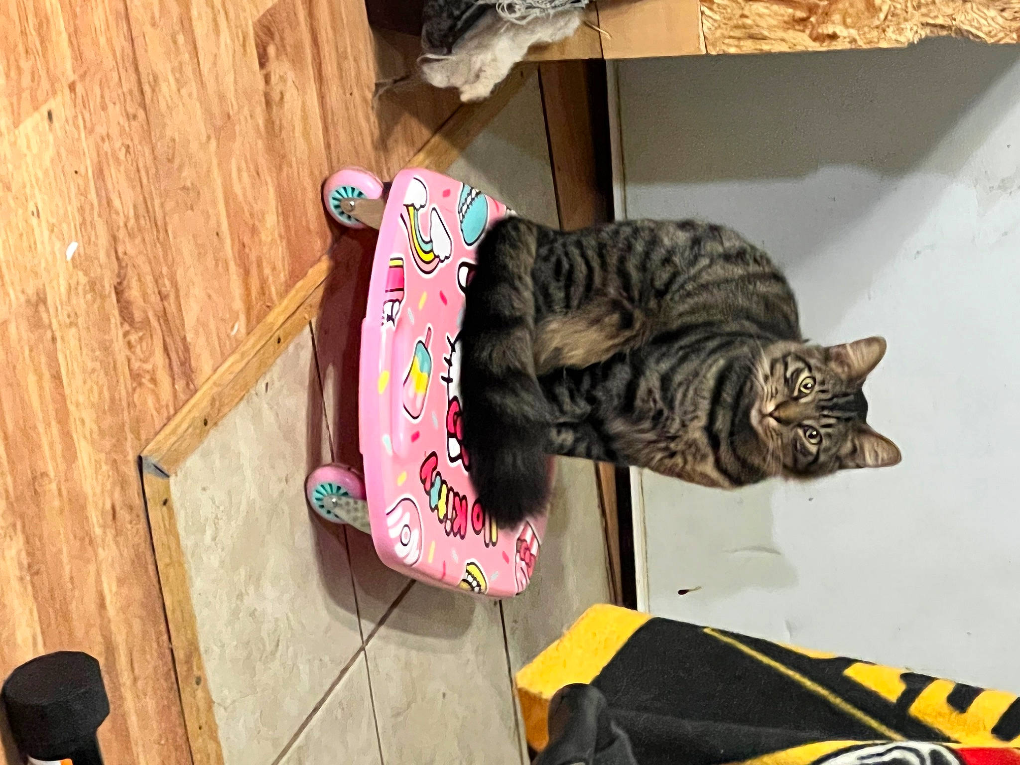 Spaz is registered to the contest to win money with this photo: black_cat, carnivore, cat, comfort, domestic_short_haired_cat, felidae, flooring, fur, hardwood, magenta, pattern, room, small_to_medium_sized_cats, tail, whiskers, wood, wood_stain