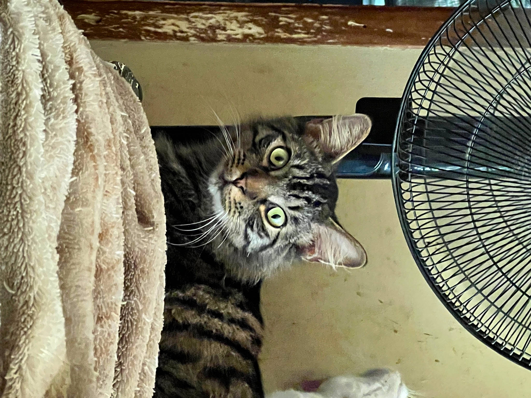 Spaz joined the competition — help win amazing prizes! automotive_tire, carnivore, cat, domestic_short_haired_cat, door, eye, felidae, fur, grey, home_appliance, mammal, mechanical_fan, mesh, small_to_medium_sized_cats, snout, tail, terrestrial_animal, vertebrate, whiskers, window